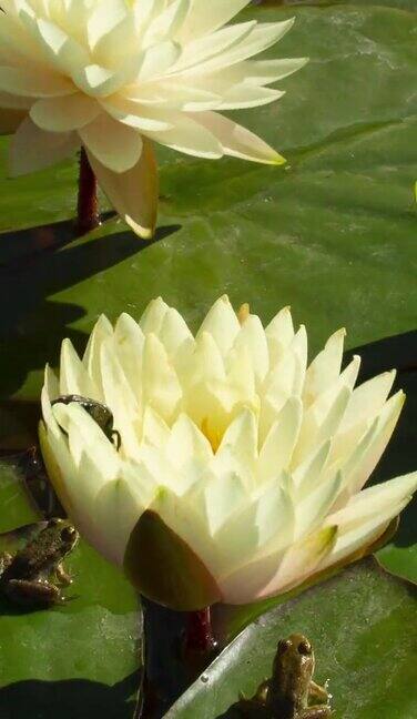时光流逝白色的睡莲花开了睡莲在池塘里盛开