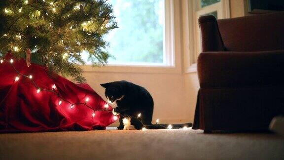 好奇的猫玩圣诞树灯