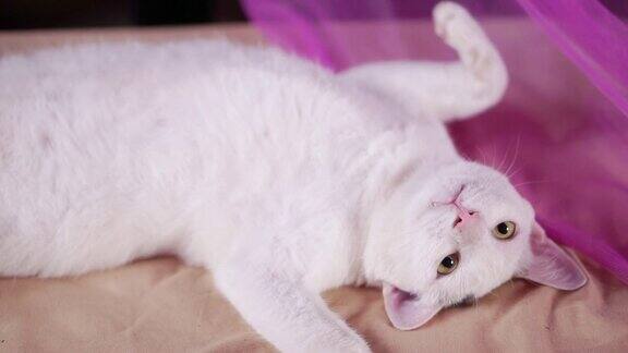 可爱的白猫放松和睡觉在床上