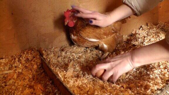 女孩抚摸着小鸡在鸡舍里收集鸡蛋