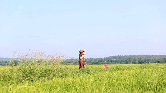 农民在稻田里照看水稻