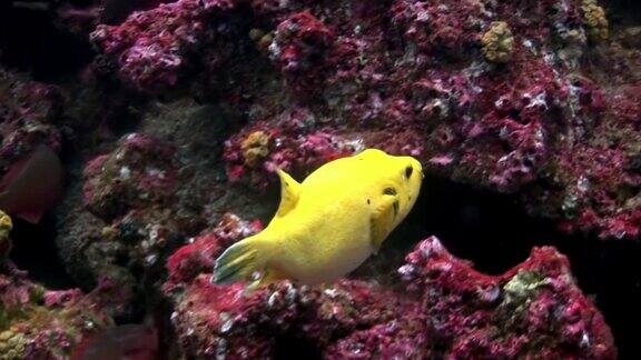 加拉帕戈斯群岛水下的亮黄色箱鲀鱼