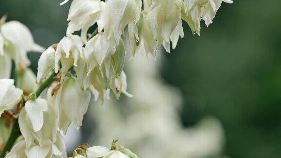 白色的大铃铛花丝兰filamentosa夏天多风多雨的天气