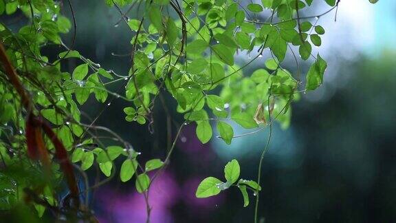 一个下雨的早晨雨水垂落在绿色的叶子上这是一个非常愉快和美丽的新鲜的景象