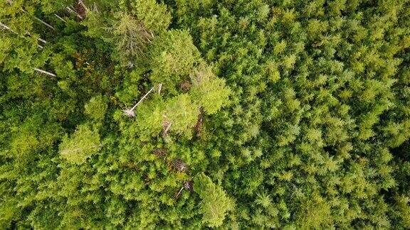 在太平洋西北管理森林的常青树的自上而下航拍