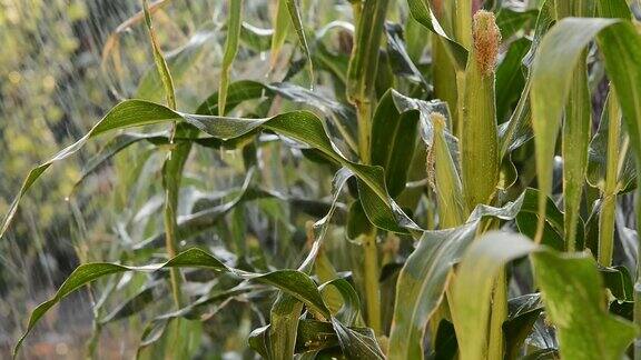 雨中的玉米田细节