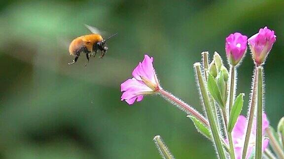 蜜蜂大黄蜂