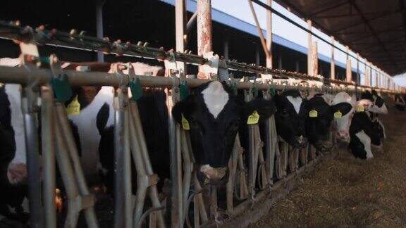 牲畜饲养过程中挤牛奶的健康的年轻奶牛带着耳标和项圈站成一排在有盖的谷仓里吃干草