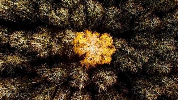 在一片光秃秃的白杨林中孤独的黄桦树正飞过神秘的秋天森林