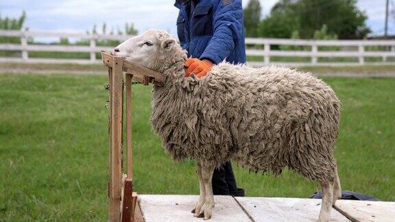 剪羊毛的羊毛农夫在谷仓里剪羊毛
