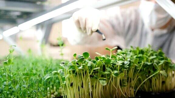 一位农民正在从微型蔬菜中取出葵花籽健康食品小生意