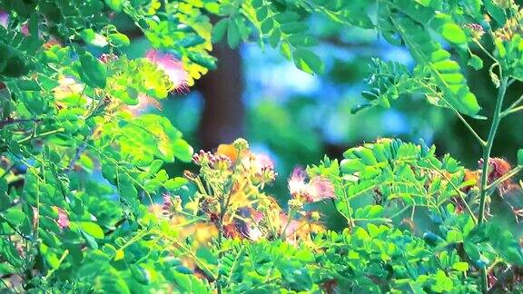 雨树东印度核桃猴荚大型多年生植物和粉红色的花朵盛开在花园里