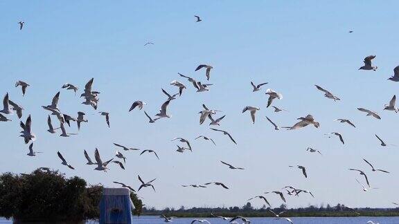 海鸥在海岸上空飞行的慢动作