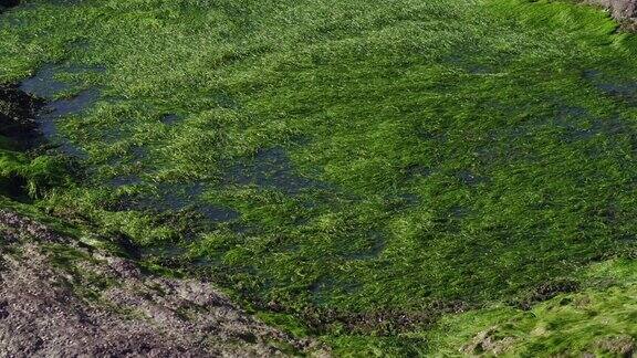 海中岩石上的海藻