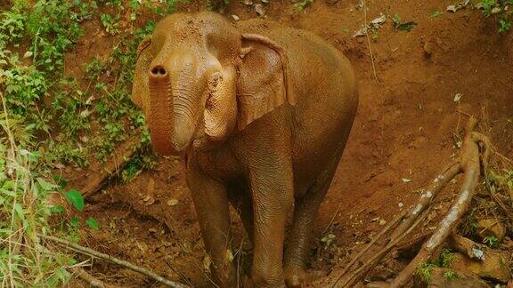 柬埔寨Mondulkiri丛林中两只母象洗澡后玩泥巴的慢镜头