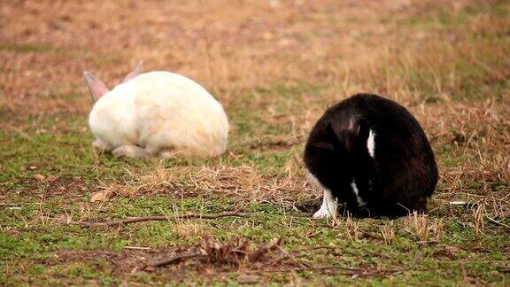 可爱的两只兔子在草地上