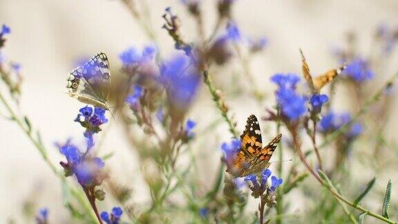 橙色和黑色的蝴蝶在蓝色的花朵上飞舞
