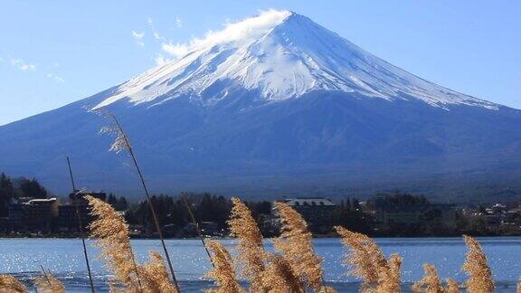 富士山下面的草地