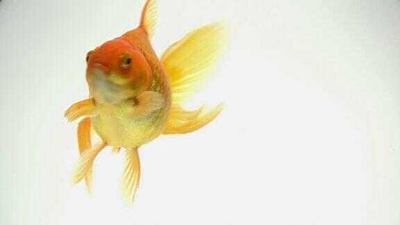 金鱼在鱼缸里游泳特写
