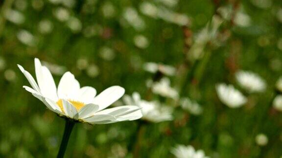 MacroDolly:春天草地上的雏菊