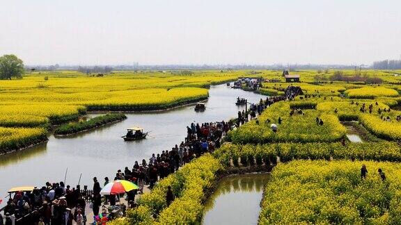 岛上油菜花兴化