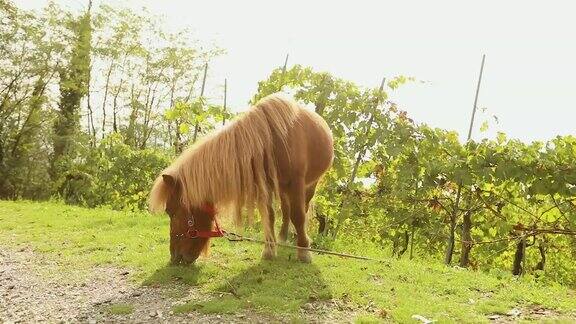 棕色小马在草地上吃草小马吃草