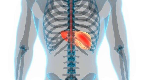 人体内部消化器官肝脏解剖动画概念
