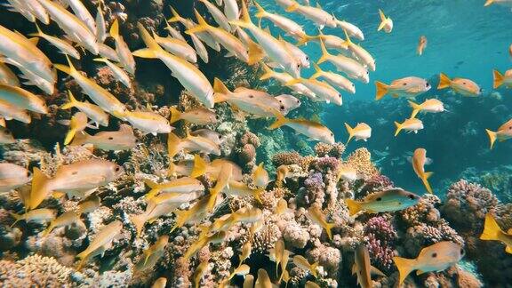 与一群鱼(黄鳍山山羊鱼)在红海的珊瑚礁花园中潜水慢动作