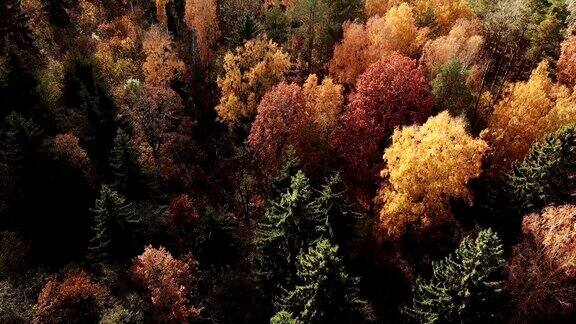 秋天的森林在阳光明媚的日子从垂直的角度看五颜六色的叶子和绿色的斑点