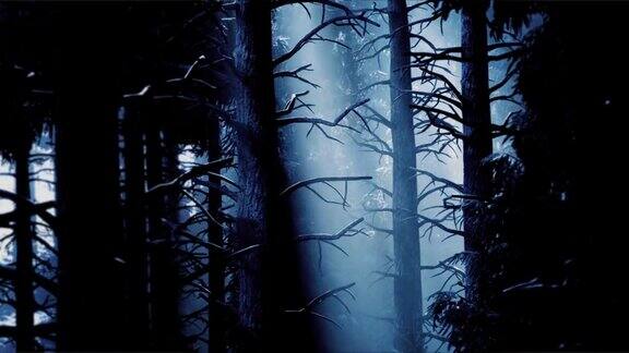 神秘的野生阴郁的森林月光透过大树的树冠映衬下树木灰暗的轮廓