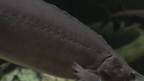 鲟鱼漂浮在水族馆的水下