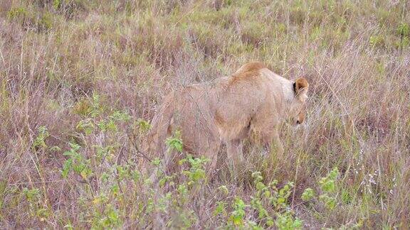 在非洲寻找猎物的母狮