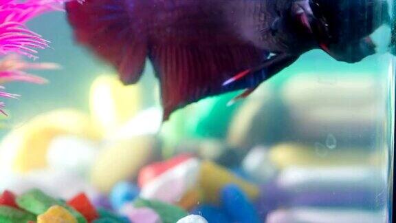暹罗斗鱼(Bettasplendens)在一个小玻璃碗里游泳塑料水花和五彩石头微距视频RAW拍摄UHD4K3840x216023.976FPS