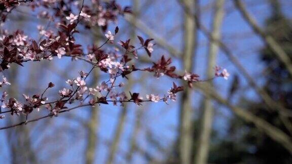 慢镜头中的《一棵树的粉红花》