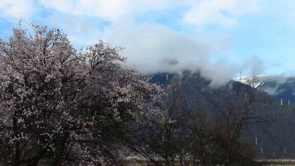 西藏林芝地区桃花盛开