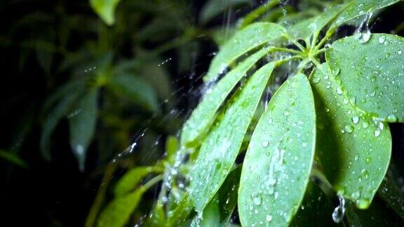 雨落绿叶