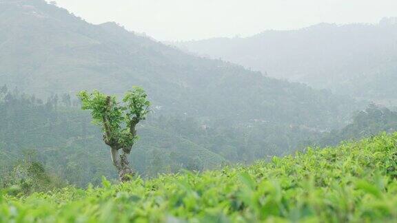 茶叶作物生长在郁郁葱葱的山坡上斯里兰卡