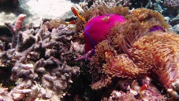 马尔代夫的小丑鱼在海葵周围游动