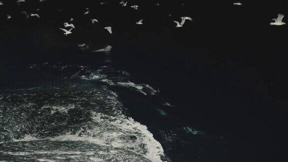 挪威海的野生虎鲸与渔船互动