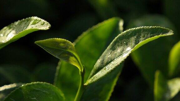 特写绿茶芽和嫩叶慢镜头