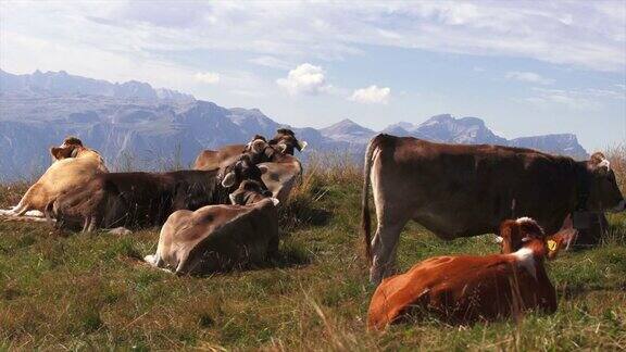 高清放牧奶牛在高山牧场