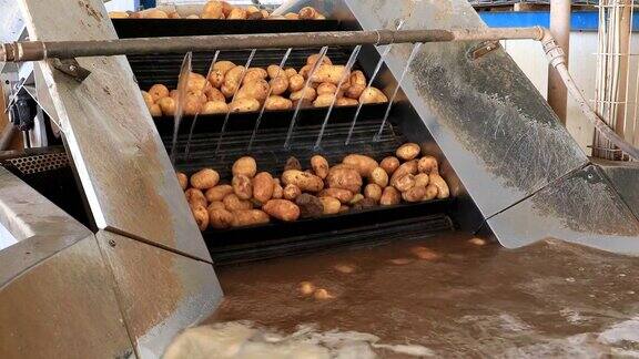 在工厂的清洗过程中在传送带上新鲜采摘的土豆
