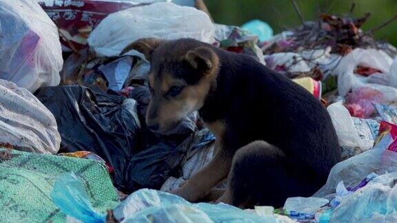 斯里兰卡垃圾堆里的小狗(进食和睡觉)