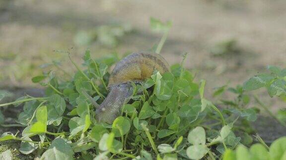 草地上有蜗牛日益增长的蜗牛花园里的蜗牛自然栖息地的蜗牛蜗牛的农场