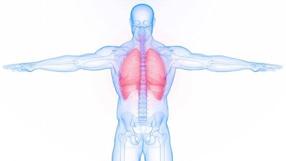 人体呼吸系统肺隔膜解剖动画概念
