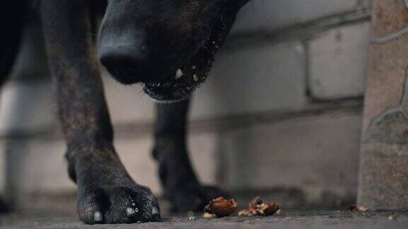 黑狗吃了食物