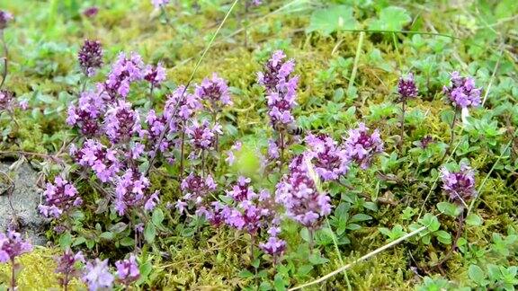 蜜蜂在欧洲阿尔卑斯山的野生百里香上紫色的花