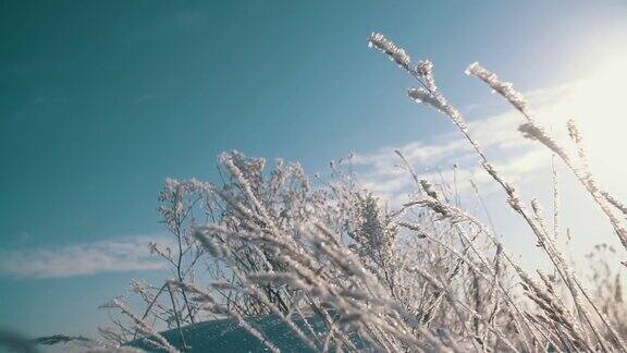 冬天阳光明媚的下午田野上覆盖着白雪的草地