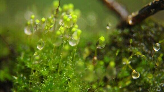 雨滴落在苔藓上