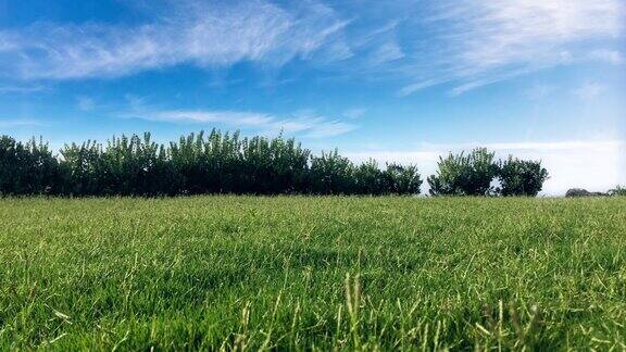 西西里岛夏日里的田野、树木和蓝天